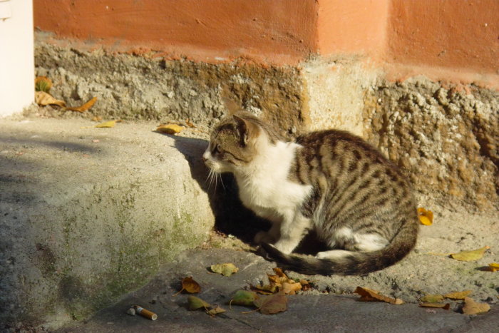 Impressionen Sofia