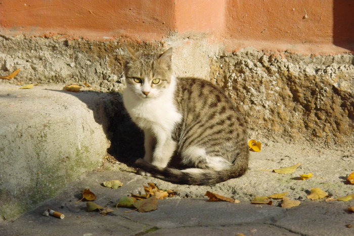 Impressionen Sofia